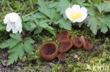 anemonenbekerzwam (dumontinia tuberosa)