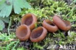 anemonenbekerzwam (dumontinia tuberosa)