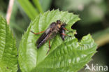 bruinvleugelroofvlieg (pamponerus germanicus)