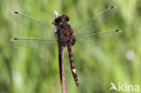 Gevlekte witsnuitlibel (Leucorrhinia pectoralis)