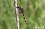 Gevlekte witsnuitlibel (Leucorrhinia pectoralis)