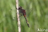 Gevlekte witsnuitlibel (Leucorrhinia pectoralis)