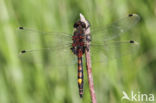 Gevlekte witsnuitlibel (Leucorrhinia pectoralis)