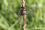 Gevlekte witsnuitlibel (Leucorrhinia pectoralis)