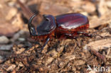 Neushoornkever (Oryctes nasicornis)