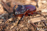 Neushoornkever (Oryctes nasicornis)