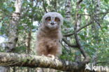 Eurasian Eagle-Owl (Bubo bubo)