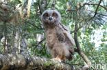 Eurasian Eagle-Owl (Bubo bubo)