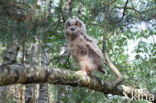 Eurasian Eagle-Owl (Bubo bubo)