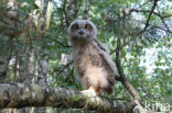 Eurasian Eagle-Owl (Bubo bubo)