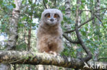 Eurasian Eagle-Owl (Bubo bubo)