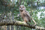 Eurasian Eagle-Owl (Bubo bubo)