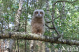 Eurasian Eagle-Owl (Bubo bubo)