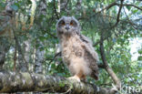 Eurasian Eagle-Owl (Bubo bubo)