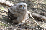 Eurasian Eagle-Owl (Bubo bubo)