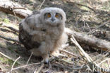 Eurasian Eagle-Owl (Bubo bubo)