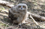 Eurasian Eagle-Owl (Bubo bubo)