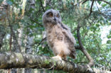 Eurasian Eagle-Owl (Bubo bubo)