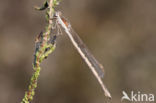 Bruine winterjuffer (Sympecma fusca)