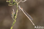 Brown Emerald Damselfly (Sympecma fusca)