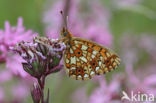 Small Pearl-Bordered Fritillary (Boloria selene)