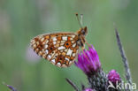 Small Pearl-Bordered Fritillary (Boloria selene)