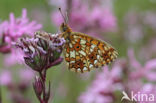 Small Pearl-Bordered Fritillary (Boloria selene)