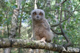 Eurasian Eagle-Owl (Bubo bubo)