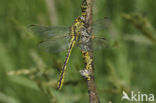 Dragonfly (Gomphus pulchellus)