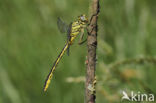 Dragonfly (Gomphus pulchellus)