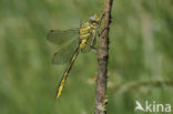 Dragonfly (Gomphus pulchellus)