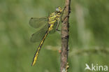 Dragonfly (Gomphus pulchellus)