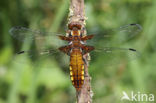 Platbuik (Libellula depressa)