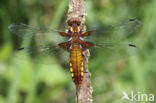 Platbuik (Libellula depressa)