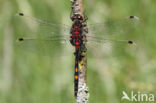 White-faced Darter (Leucorrhinia dubia)