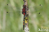 White-faced Darter (Leucorrhinia dubia)