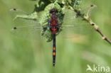 White-faced Darter (Leucorrhinia dubia)