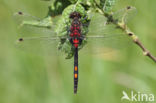 White-faced Darter (Leucorrhinia dubia)