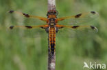 Viervlek (Libellula quadrimaculata)