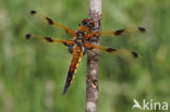 Viervlek (Libellula quadrimaculata)