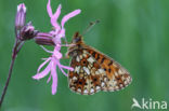 Small Pearl-Bordered Fritillary (Boloria selene)