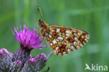 Small Pearl-Bordered Fritillary (Boloria selene)