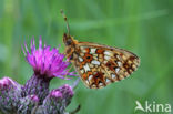 Small Pearl-Bordered Fritillary (Boloria selene)