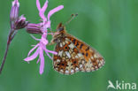 Zilveren maan (Boloria selene)