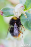 Gewone kameleonspin (Misumena vatia)