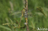 Dragonfly (Gomphus pulchellus)