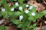 Chickweed Wintergreen (Trientalis europaea)