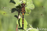 Northern White-faced darter (Leucorrhinia rubicunda)