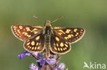 Chequered Skipper (Carterocephalus palaemon)