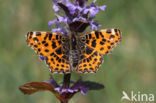 Map Butterfly (Araschnia levana)